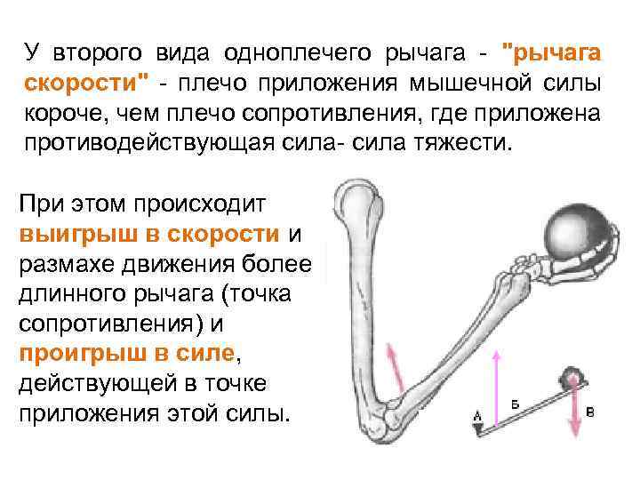 У второго вида одноплечего рычага - "рычага скорости" - плечо приложения мышечной силы короче,