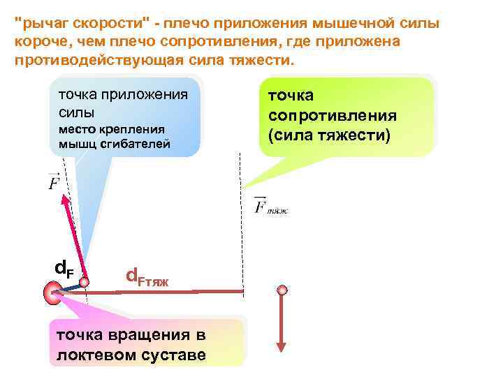 "рычаг скорости" - плечо приложения мышечной силы короче, чем плечо сопротивления, где приложена противодействующая
