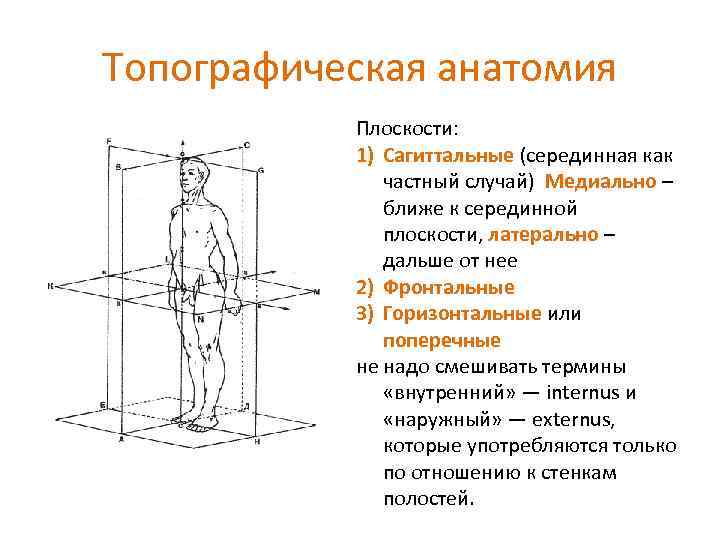 Оси и плоскости человека рисунок