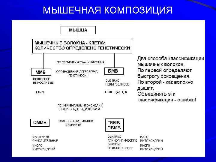 МЫШЕЧНАЯ КОМПОЗИЦИЯ 