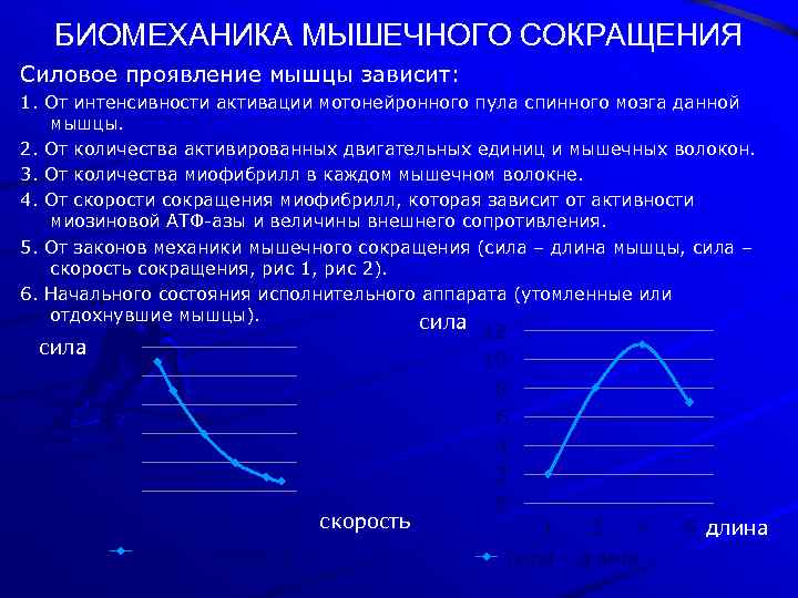 Скорость мышц