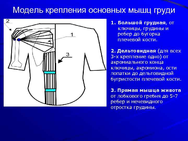 Модель крепления основных мышц груди 1. Большой грудная, от ключицы, грудины и ребер до