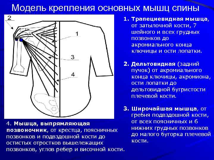 Модель крепления основных мышц спины 1. Трапециевидная мышца, от затылочной кости, 7 шейного и