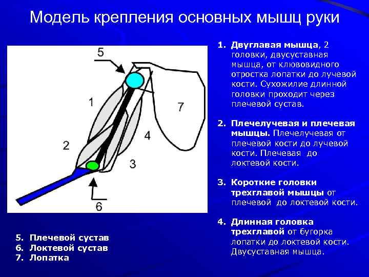 Модель крепления основных мышц руки 1. Двуглавая мышца, 2 головки, двусуставная мышца, от клювовидного
