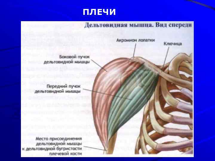 Дельтовидная мышца плеча фото