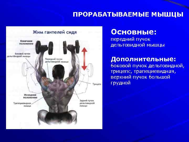 ПРОРАБАТЫВАЕМЫЕ МЫШЦЫ Основные: передний пучок дельтовидной мышцы Дополнительные: боковой пучок дельтовидной, трицепс, трапециевидная, верхний