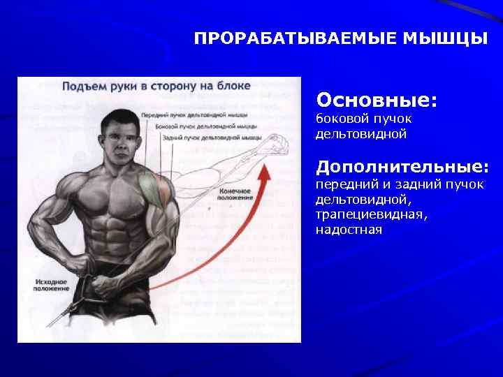 ПРОРАБАТЫВАЕМЫЕ МЫШЦЫ Основные: боковой пучок дельтовидной Дополнительные: передний и задний пучок дельтовидной, трапециевидная, надостная