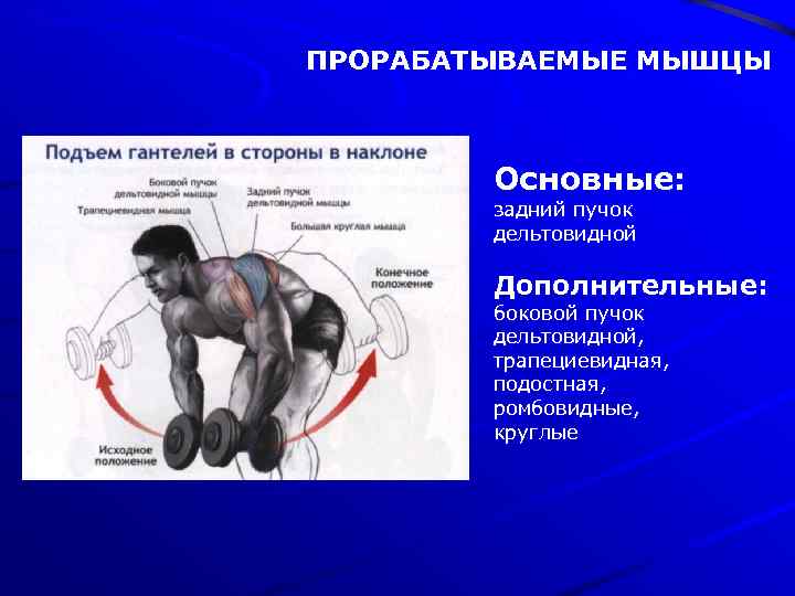 ПРОРАБАТЫВАЕМЫЕ МЫШЦЫ Основные: задний пучок дельтовидной Дополнительные: боковой пучок дельтовидной, трапециевидная, подостная, ромбовидные, круглые