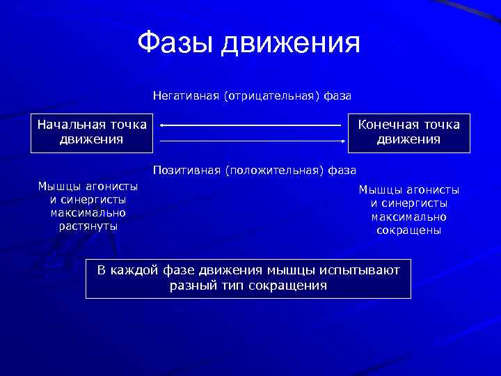Фазы движения Негативная (отрицательная) фаза Начальная точка движения Конечная точка движения Позитивная (положительная) фаза