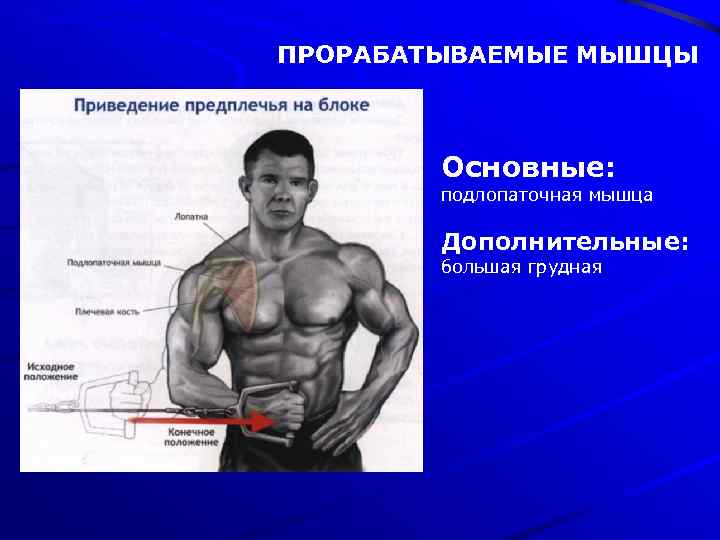 ПРОРАБАТЫВАЕМЫЕ МЫШЦЫ Основные: подлопаточная мышца Дополнительные: большая грудная 