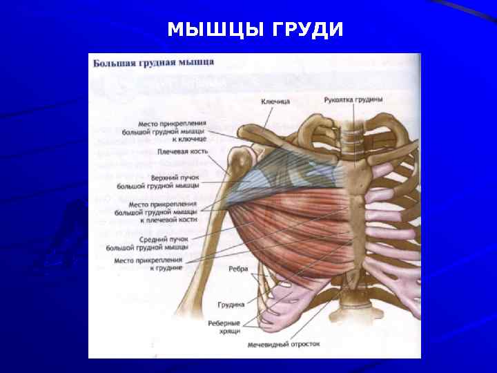  МЫШЦЫ ГРУДИ 