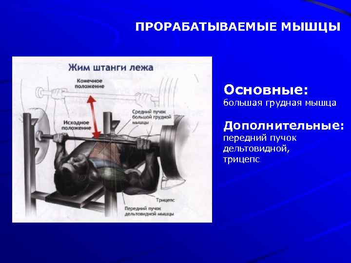 ПРОРАБАТЫВАЕМЫЕ МЫШЦЫ Основные: большая грудная мышца Дополнительные: передний пучок дельтовидной, трицепс 