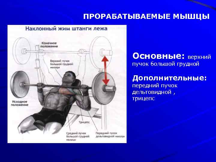 ПРОРАБАТЫВАЕМЫЕ МЫШЦЫ Основные: верхний пучок большой грудной Дополнительные: передний пучок дельтовидной , трицепс 