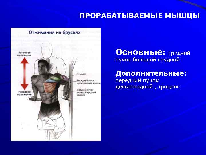 ПРОРАБАТЫВАЕМЫЕ МЫШЦЫ Основные: средний пучок большой грудной Дополнительные: передний пучок дельтовидной , трицепс 