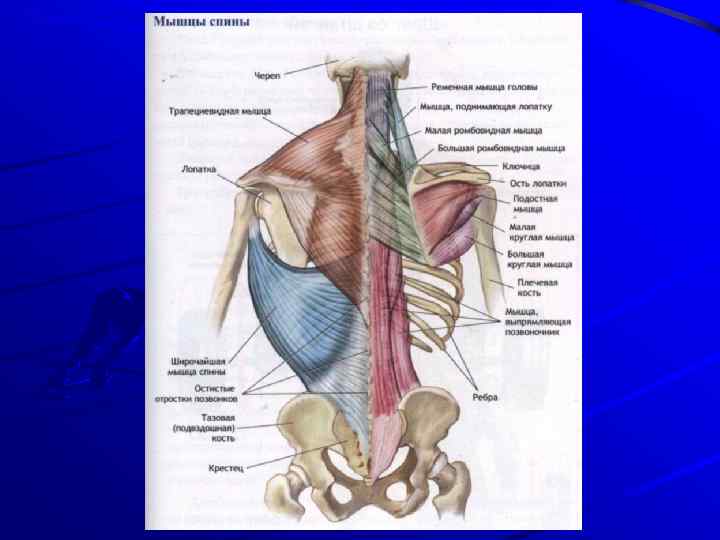 Мышцы спины анатомия фото