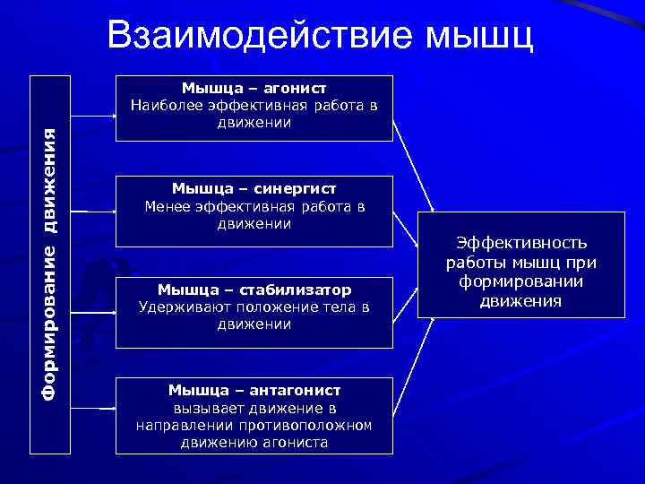 Взаимодействия и движение. Взаимодействие мышц. Групповое взаимодействие мышц. Взаимодействие мышц типы. Взаимосвязь мышц между собой.