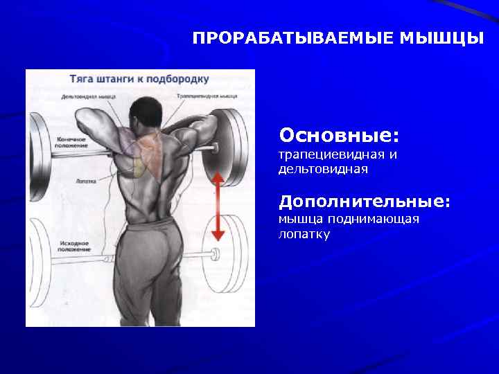 ПРОРАБАТЫВАЕМЫЕ МЫШЦЫ Основные: трапециевидная и дельтовидная Дополнительные: мышца поднимающая лопатку 