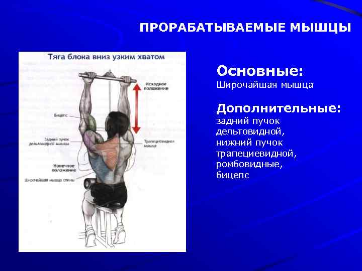 ПРОРАБАТЫВАЕМЫЕ МЫШЦЫ Основные: Широчайшая мышца Дополнительные: задний пучок дельтовидной, нижний пучок трапециевидной, ромбовидные, бицепс