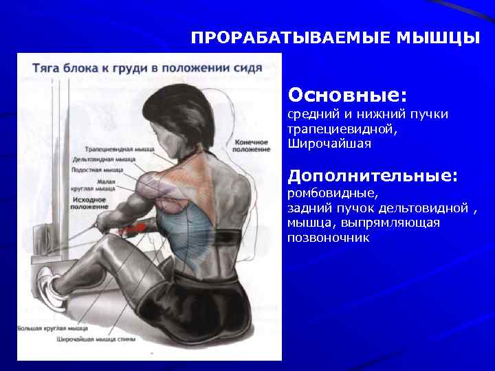 ПРОРАБАТЫВАЕМЫЕ МЫШЦЫ Основные: средний и нижний пучки трапециевидной, Широчайшая Дополнительные: ромбовидные, задний пучок дельтовидной