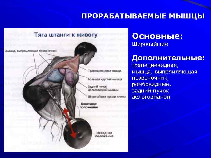 ПРОРАБАТЫВАЕМЫЕ МЫШЦЫ Основные: Широчайшие Дополнительные: трапециевидная, мышца, выпрямляющая позвоночник, ромбовидные, задний пучок дельтовидной 