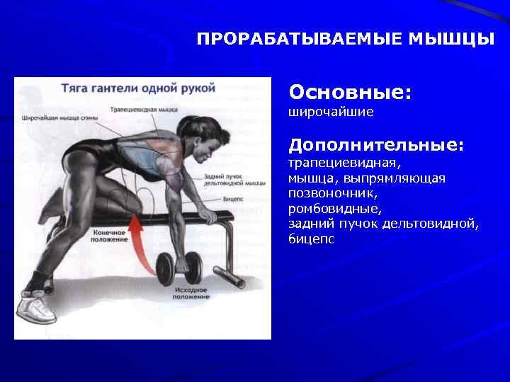 ПРОРАБАТЫВАЕМЫЕ МЫШЦЫ Основные: широчайшие Дополнительные: трапециевидная, мышца, выпрямляющая позвоночник, ромбовидные, задний пучок дельтовидной, бицепс