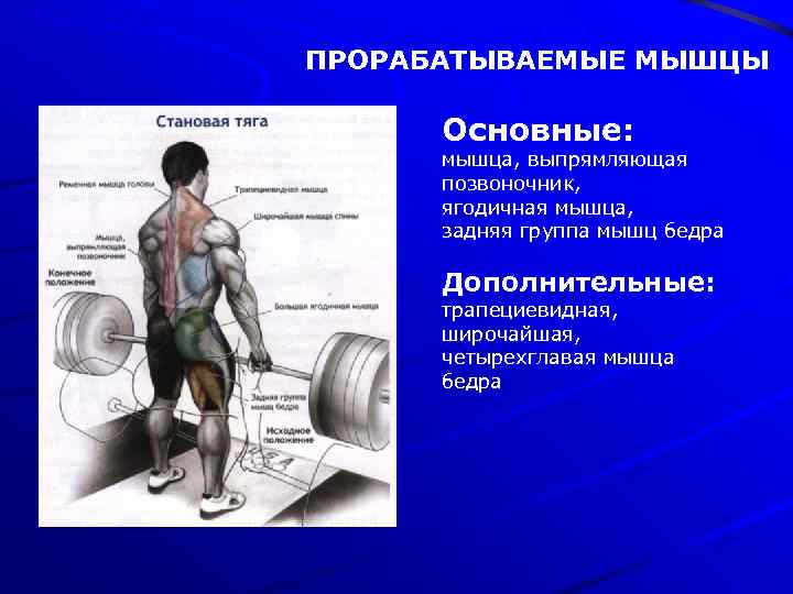 ПРОРАБАТЫВАЕМЫЕ МЫШЦЫ Основные: мышца, выпрямляющая позвоночник, ягодичная мышца, задняя группа мышц бедра Дополнительные: трапециевидная,