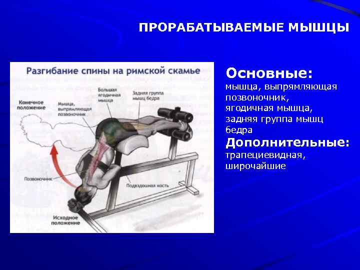 ПРОРАБАТЫВАЕМЫЕ МЫШЦЫ Основные: мышца, выпрямляющая позвоночник, ягодичная мышца, задняя группа мышц бедра Дополнительные: трапециевидная,