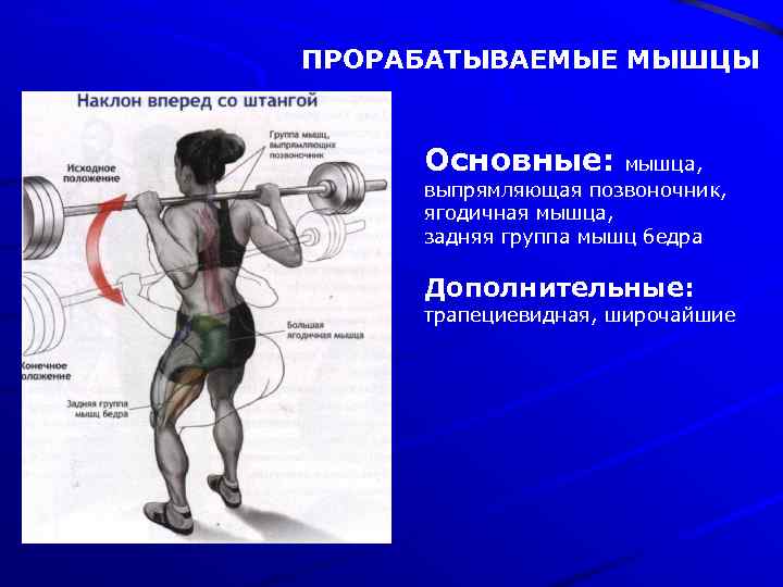 ПРОРАБАТЫВАЕМЫЕ МЫШЦЫ Основные: мышца, выпрямляющая позвоночник, ягодичная мышца, задняя группа мышц бедра Дополнительные: трапециевидная,