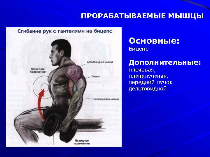 ПРОРАБАТЫВАЕМЫЕ МЫШЦЫ Основные: Бицепс Дополнительные: плечевая, плечелучевая, передний пучок дельтовидной 