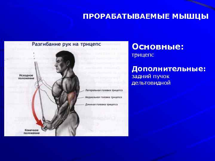 ПРОРАБАТЫВАЕМЫЕ МЫШЦЫ Основные: трицепс Дополнительные: задний пучок дельтовидной 