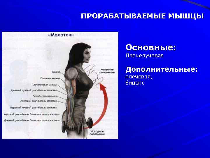 ПРОРАБАТЫВАЕМЫЕ МЫШЦЫ Основные: Плечелучевая Дополнительные: плечевая, бицепс 