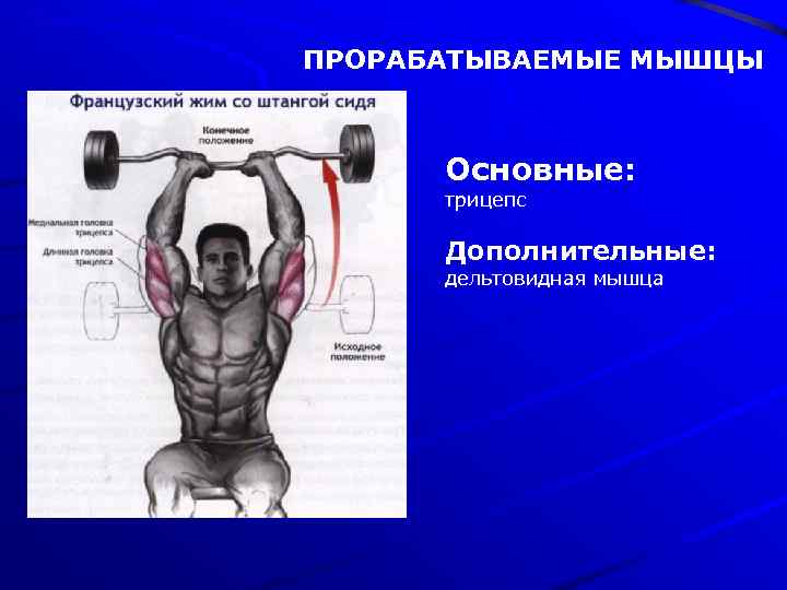 ПРОРАБАТЫВАЕМЫЕ МЫШЦЫ Основные: трицепс Дополнительные: дельтовидная мышца 
