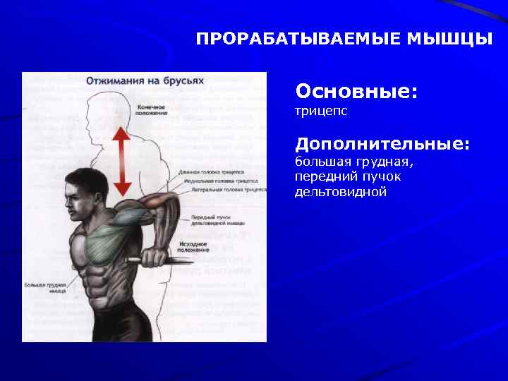 ПРОРАБАТЫВАЕМЫЕ МЫШЦЫ Основные: трицепс Дополнительные: большая грудная, передний пучок дельтовидной 