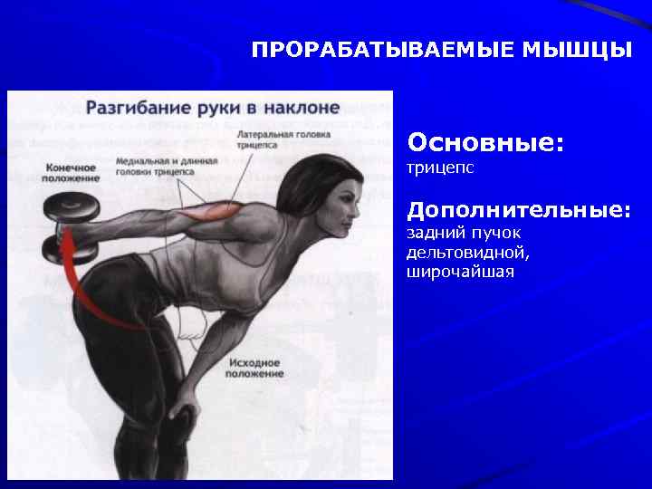 ПРОРАБАТЫВАЕМЫЕ МЫШЦЫ Основные: трицепс Дополнительные: задний пучок дельтовидной, широчайшая 