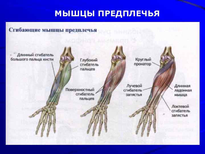 Мышцы рук сохнут. Мышцы предплечья. Мышцы запястья. Предплечье анатомия. Строение мышц предплечья.