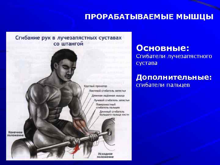 ПРОРАБАТЫВАЕМЫЕ МЫШЦЫ Основные: Сгибатели лучезапястного сустава Дополнительные: сгибатели пальцев 