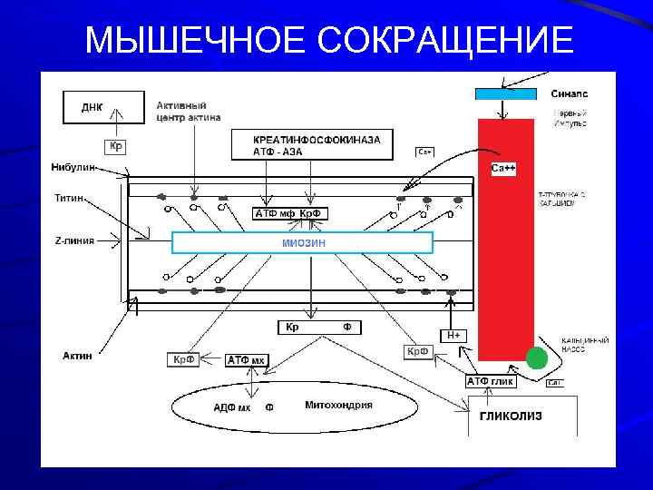 МЫШЕЧНОЕ СОКРАЩЕНИЕ 