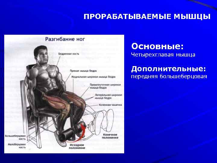 ПРОРАБАТЫВАЕМЫЕ МЫШЦЫ Основные: Четырехглавая мышца Дополнительные: передняя большеберцовая 