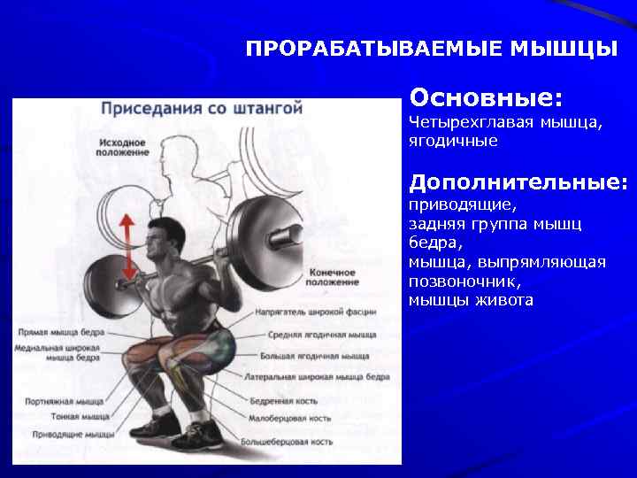 ПРОРАБАТЫВАЕМЫЕ МЫШЦЫ Основные: Четырехглавая мышца, ягодичные Дополнительные: приводящие, задняя группа мышц бедра, мышца, выпрямляющая