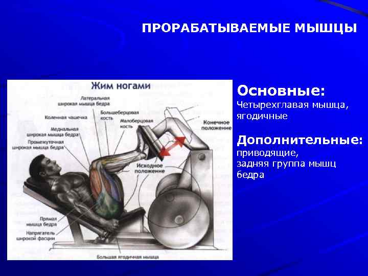 ПРОРАБАТЫВАЕМЫЕ МЫШЦЫ Основные: Четырехглавая мышца, ягодичные Дополнительные: приводящие, задняя группа мышц бедра 
