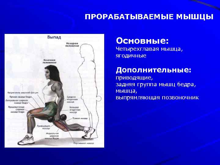 ПРОРАБАТЫВАЕМЫЕ МЫШЦЫ Основные: Четырехглавая мышца, ягодичные Дополнительные: приводящие, задняя группа мышц бедра, мышца, выпрямляющая