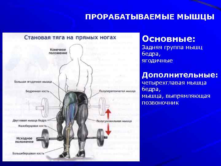 Становая тяга группы мышц. Классическая становая тяга мышцы. Становая тяга мышцы агонисты. Базовые упражнения становая тяга. Становые мышцы спины.