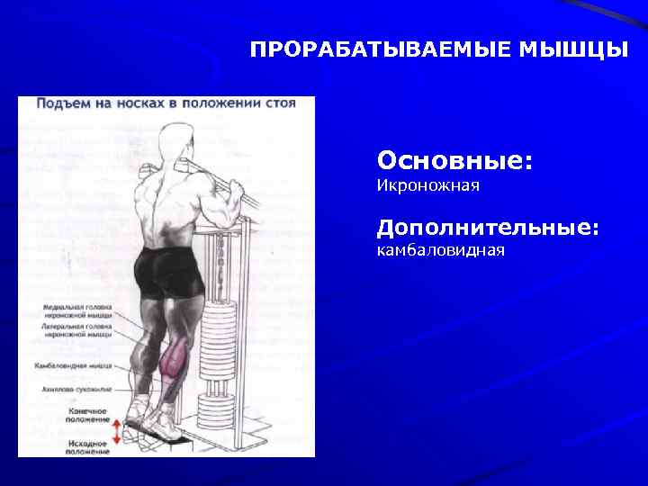 ПРОРАБАТЫВАЕМЫЕ МЫШЦЫ Основные: Икроножная Дополнительные: камбаловидная 