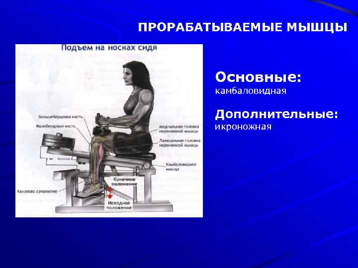 ПРОРАБАТЫВАЕМЫЕ МЫШЦЫ Основные: камбаловидная Дополнительные: икроножная 