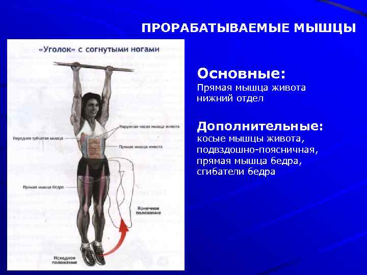 ПРОРАБАТЫВАЕМЫЕ МЫШЦЫ Основные: Прямая мышца живота нижний отдел Дополнительные: косые мышцы живота, подвздошно-поясничная, прямая