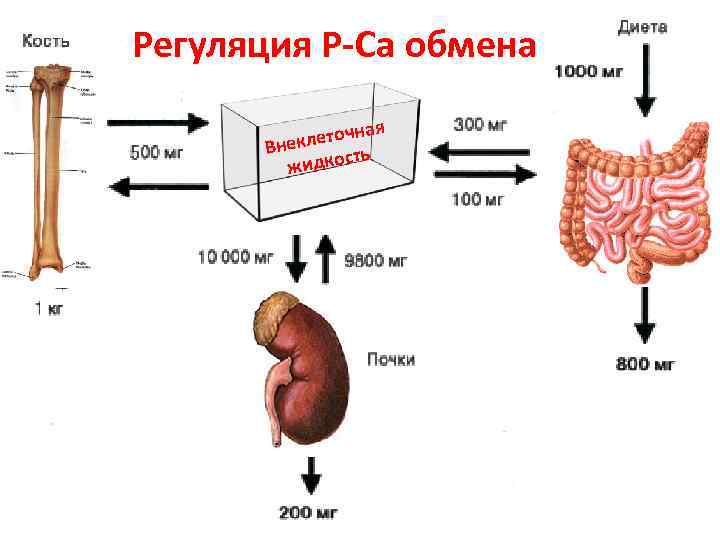 Регуляция P-Ca обмена ная клеточ Вне сть жидко 
