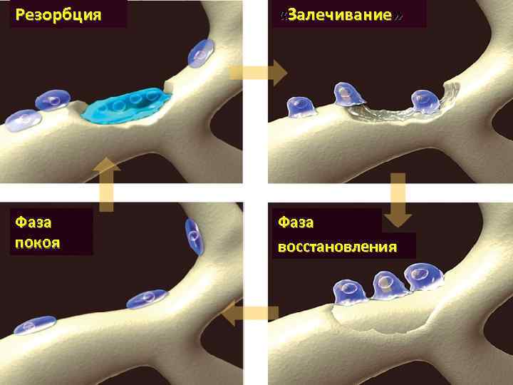 Резорбция «Залечивание» Фаза покоя Фаза восстановления 