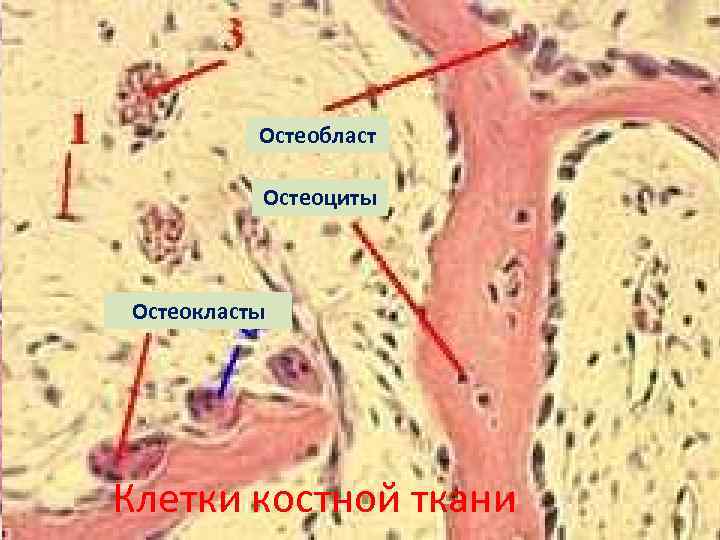 Остеобласт Остеоциты Остеокласты Клетки костной ткани 