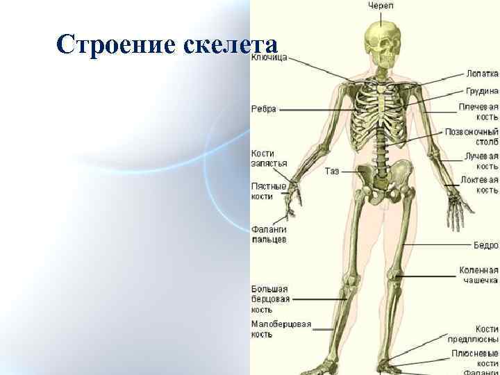 Строение скелета. Структура ткани кости скелета. Соединительная ткань скелет.