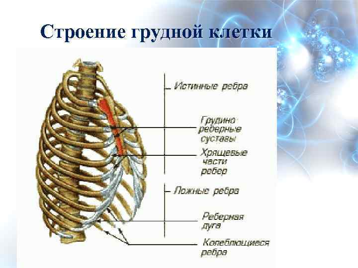 Строение грудной клетки 